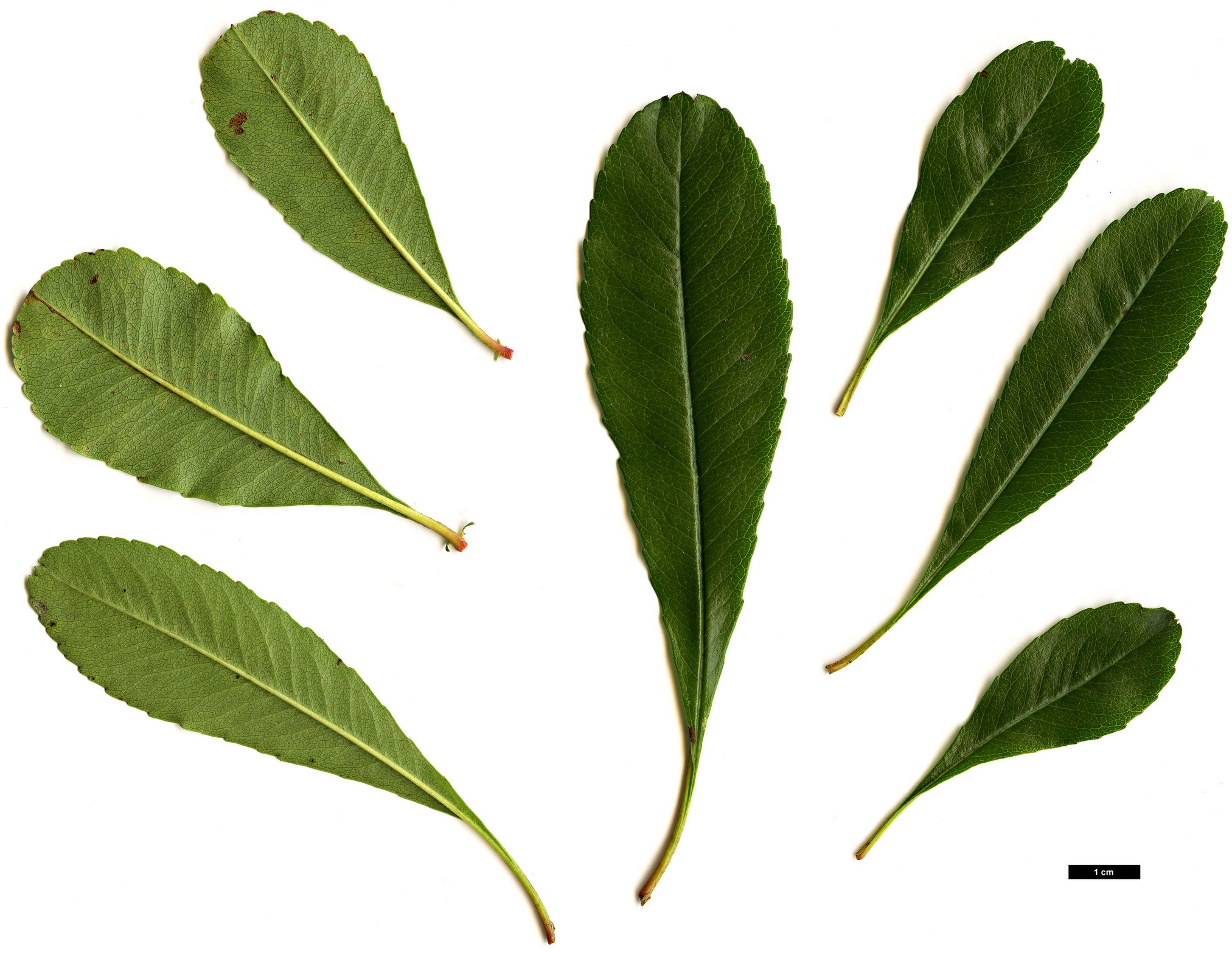 High resolution image: Family: Rosaceae - Genus: Pyracantha - Taxon: crenatoserrata